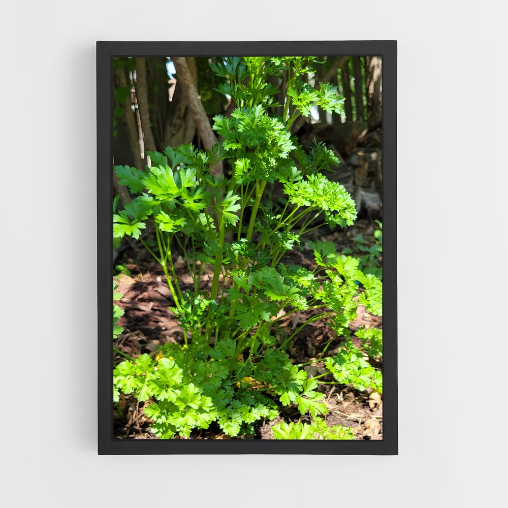 ap-parsley-6 cadre Noir