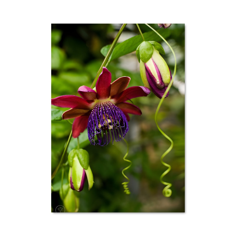 Poster Fleur de Passiflore