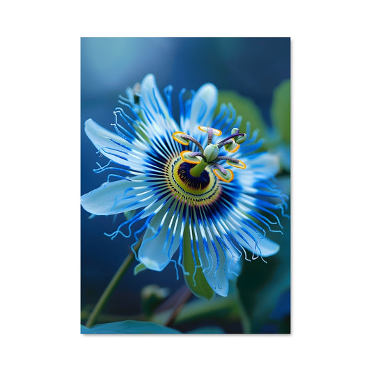 Poster Fleur de Passion et Abeille