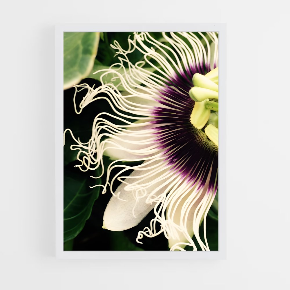 ap-passion flower-5 cadre Blanc