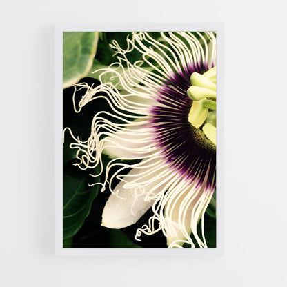 ap-passion flower-5 cadre Blanc