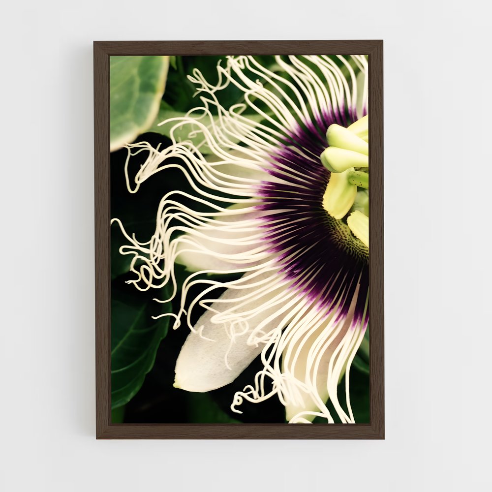 ap-passion flower-5 cadre Bois foncé