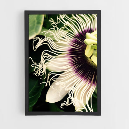 ap-passion flower-5 cadre Noir