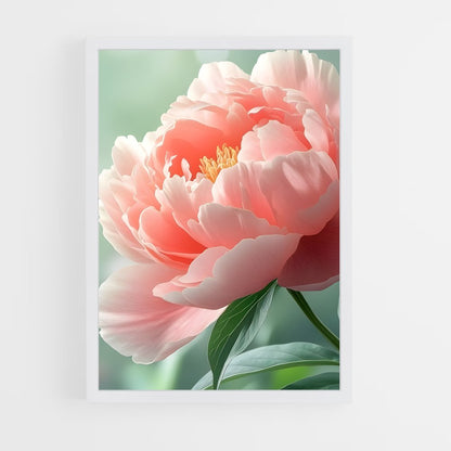 ap-peony-13 cadre Blanc