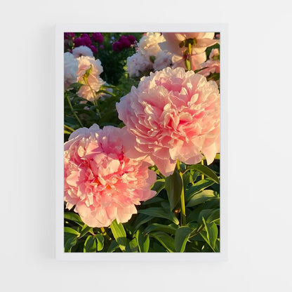ap-peony-14 cadre Blanc