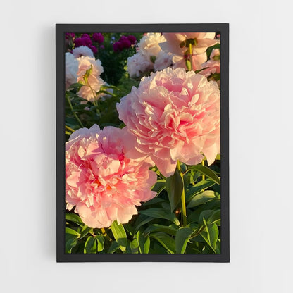 ap-peony-14 cadre Noir