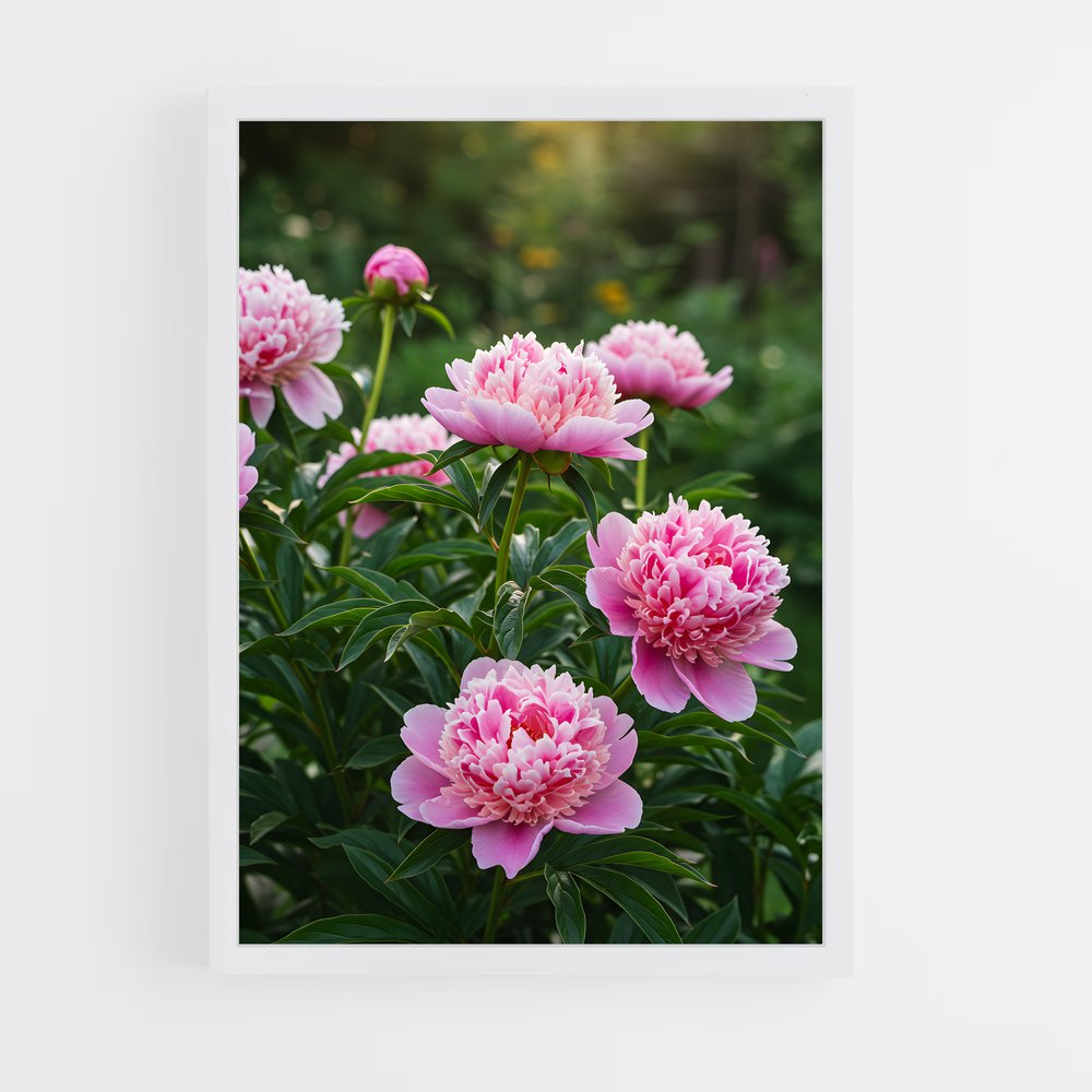ap-peony-16 cadre Blanc