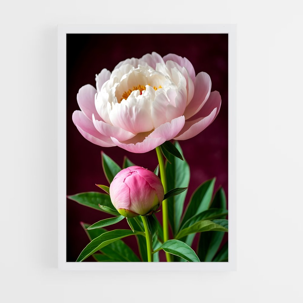ap-peony-4 cadre Blanc