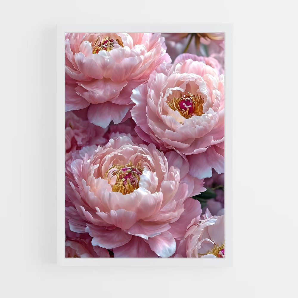 ap-peony-7 cadre Blanc