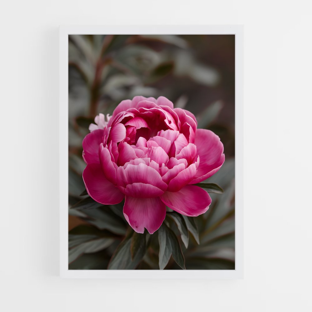 ap-peony-8 cadre Blanc