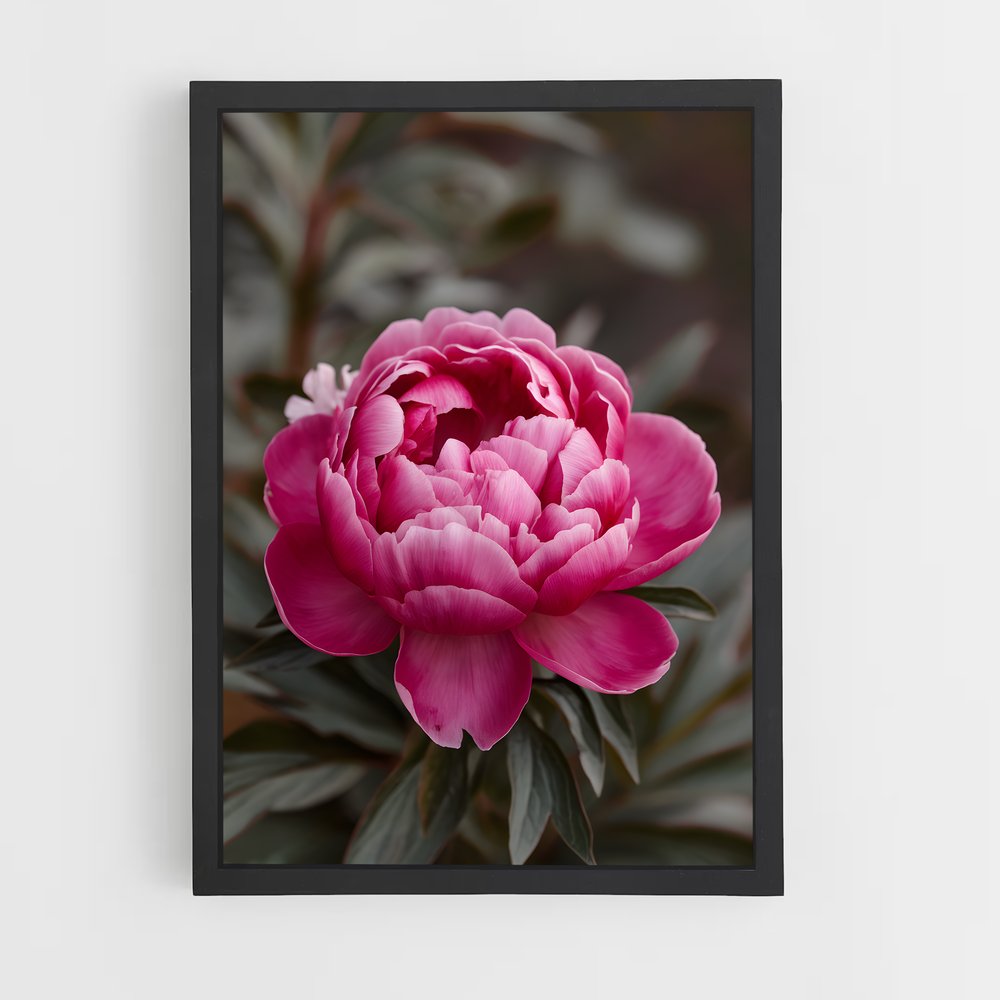 ap-peony-8 cadre Noir