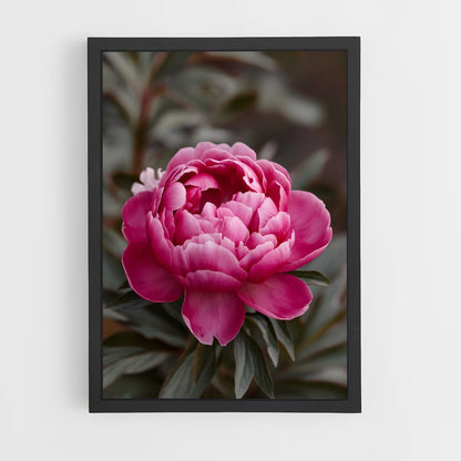 ap-peony-8 cadre Noir
