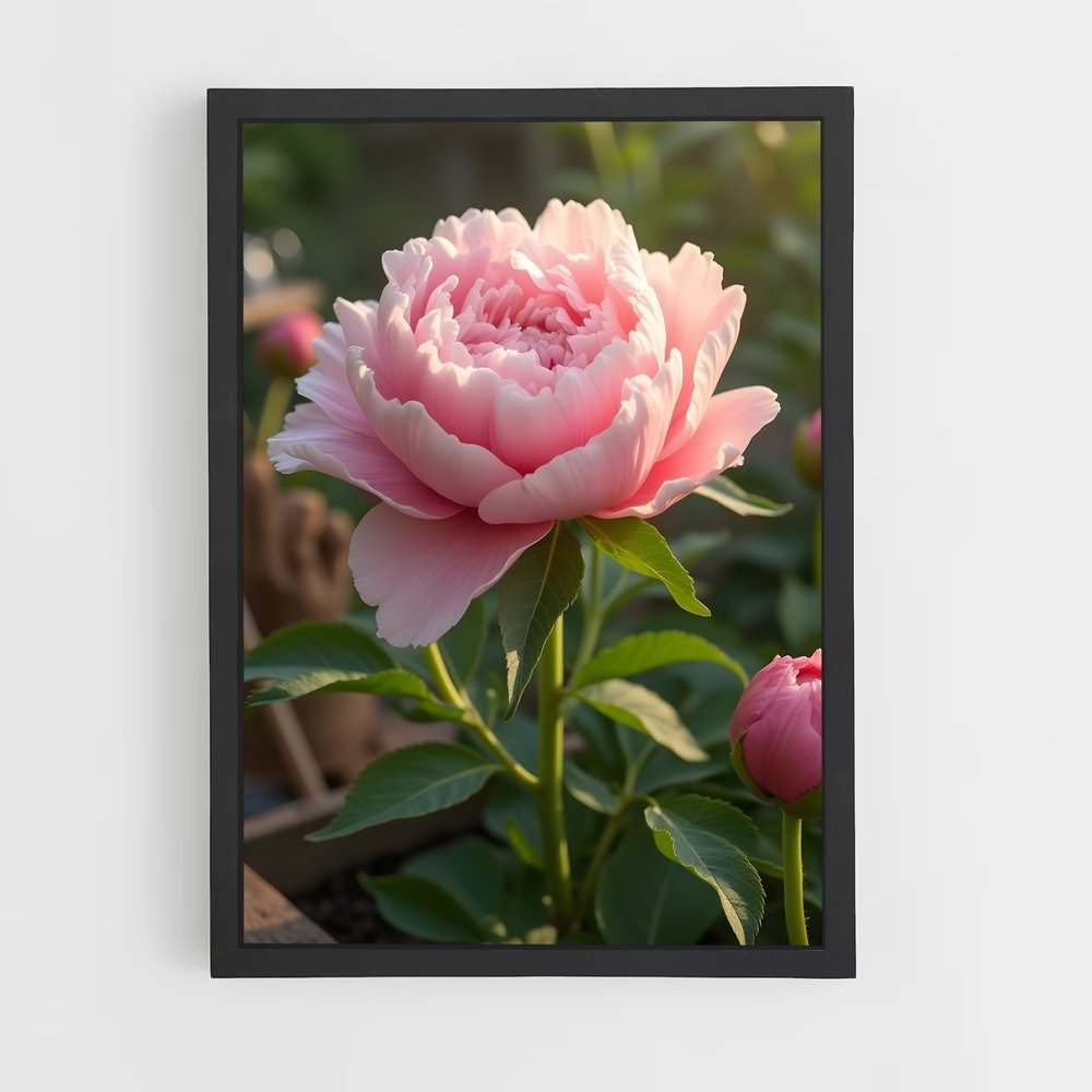 ap-peony-9 cadre Noir