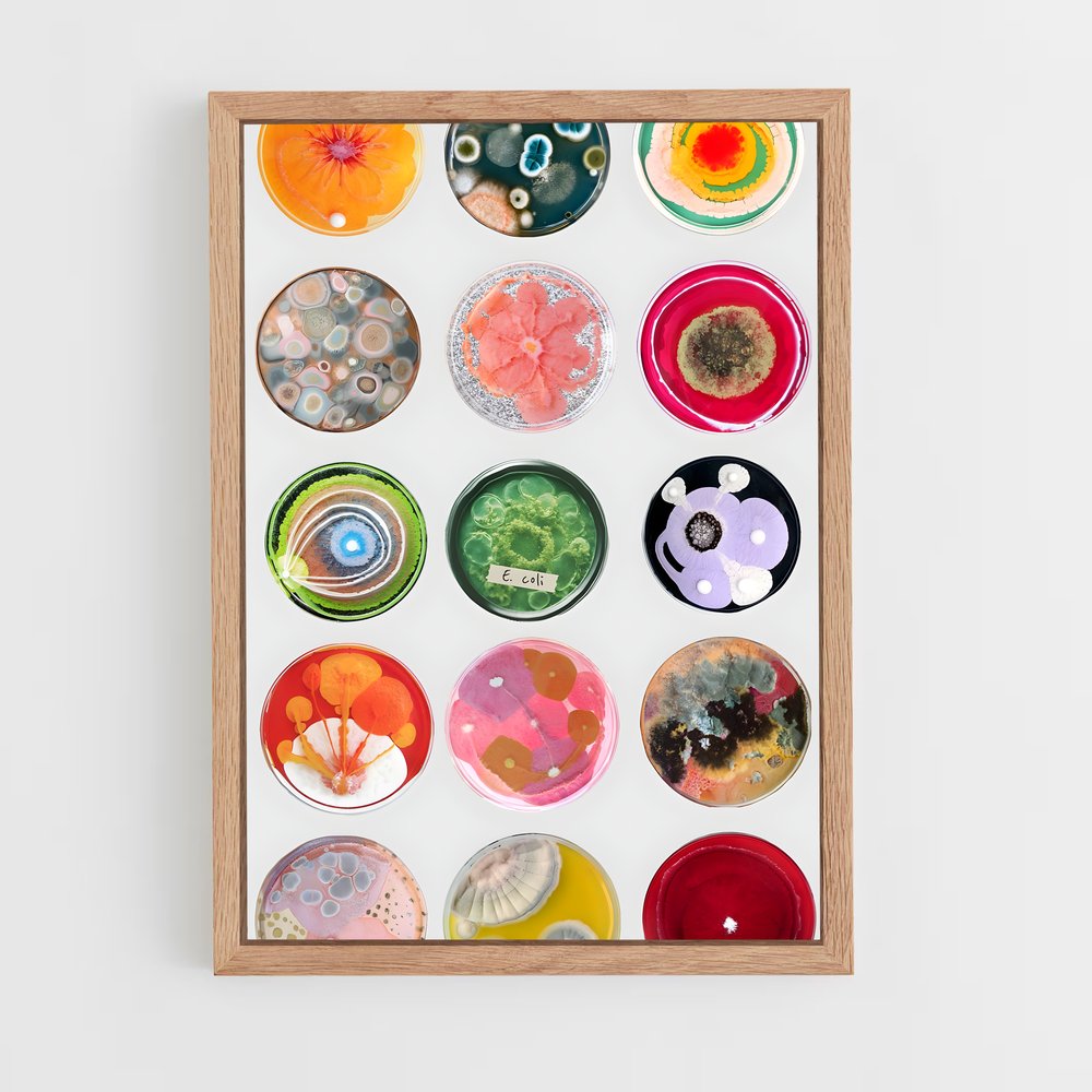 ap-petri dish-4 cadre Bois clair