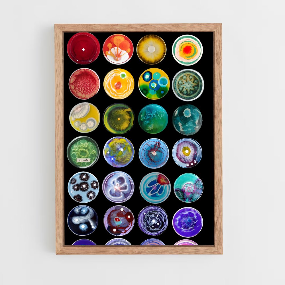 ap-petri dish-5 cadre Bois clair