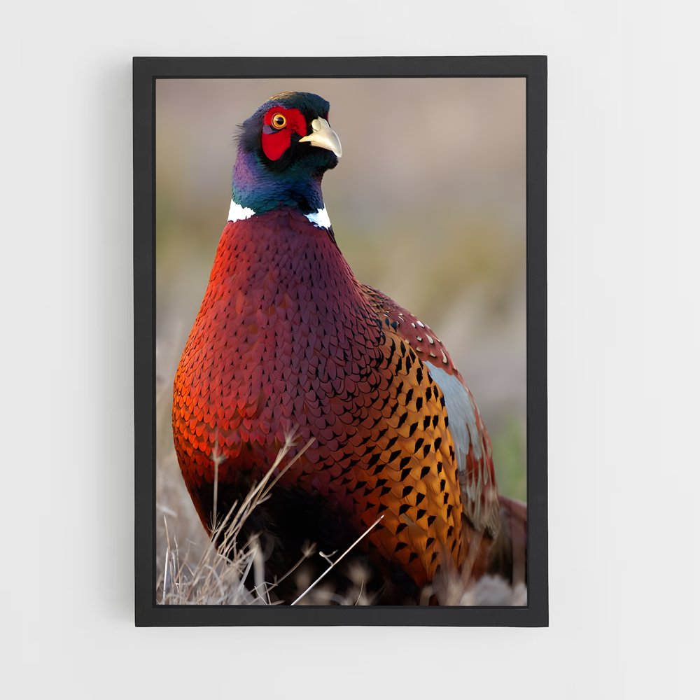 ap-pheasant-5 cadre Noir