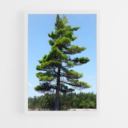 ap-pine-7 cadre Blanc