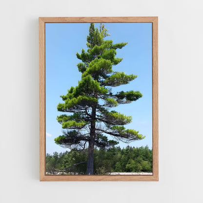 ap-pine-7 cadre Bois clair