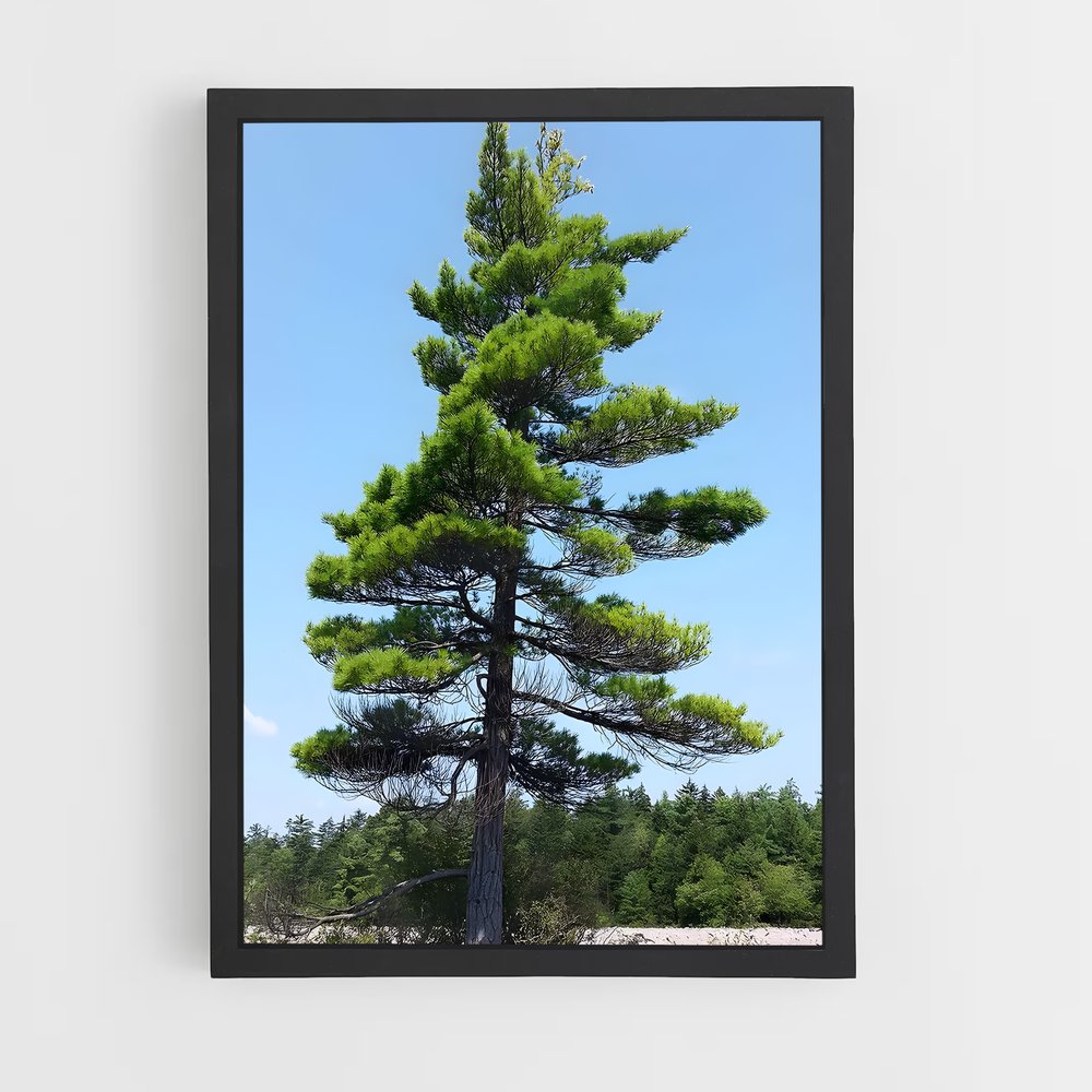 ap-pine-7 cadre Noir