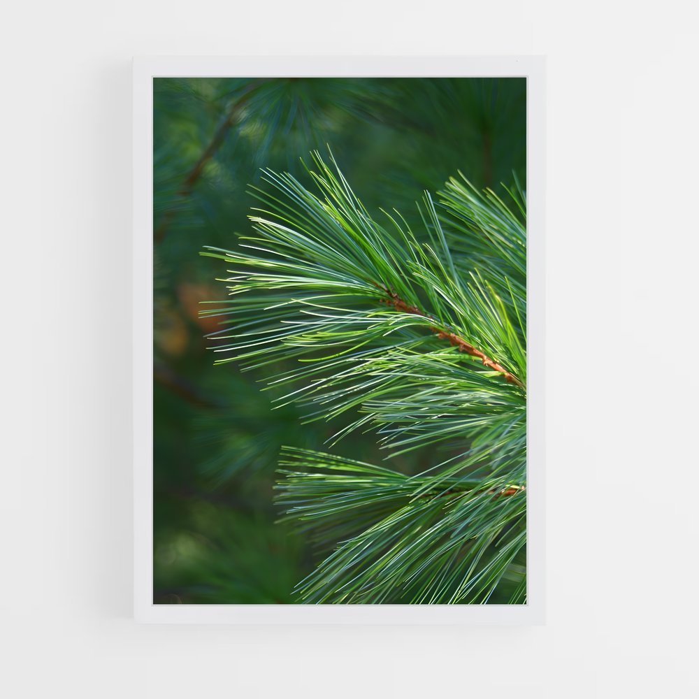 ap-pine-9 cadre Blanc