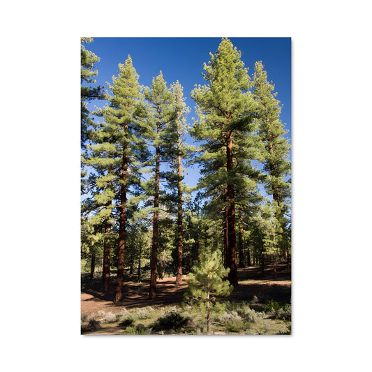 Poster Pine forest 94973