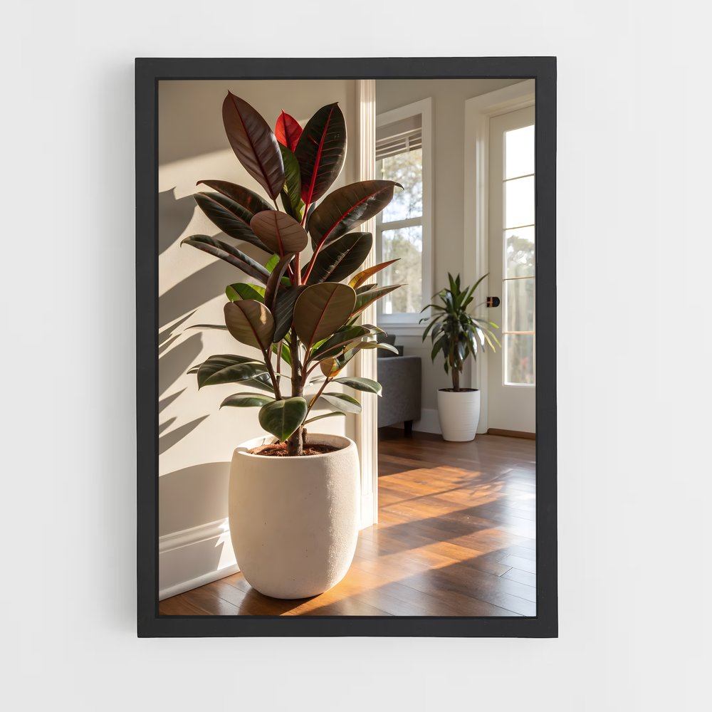 ap-plant-12 cadre Noir