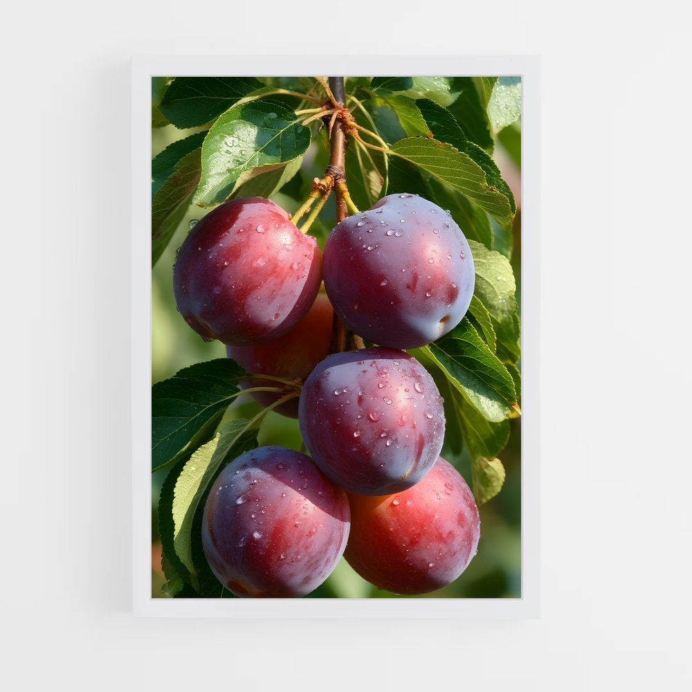 ap-plum-3 cadre Blanc