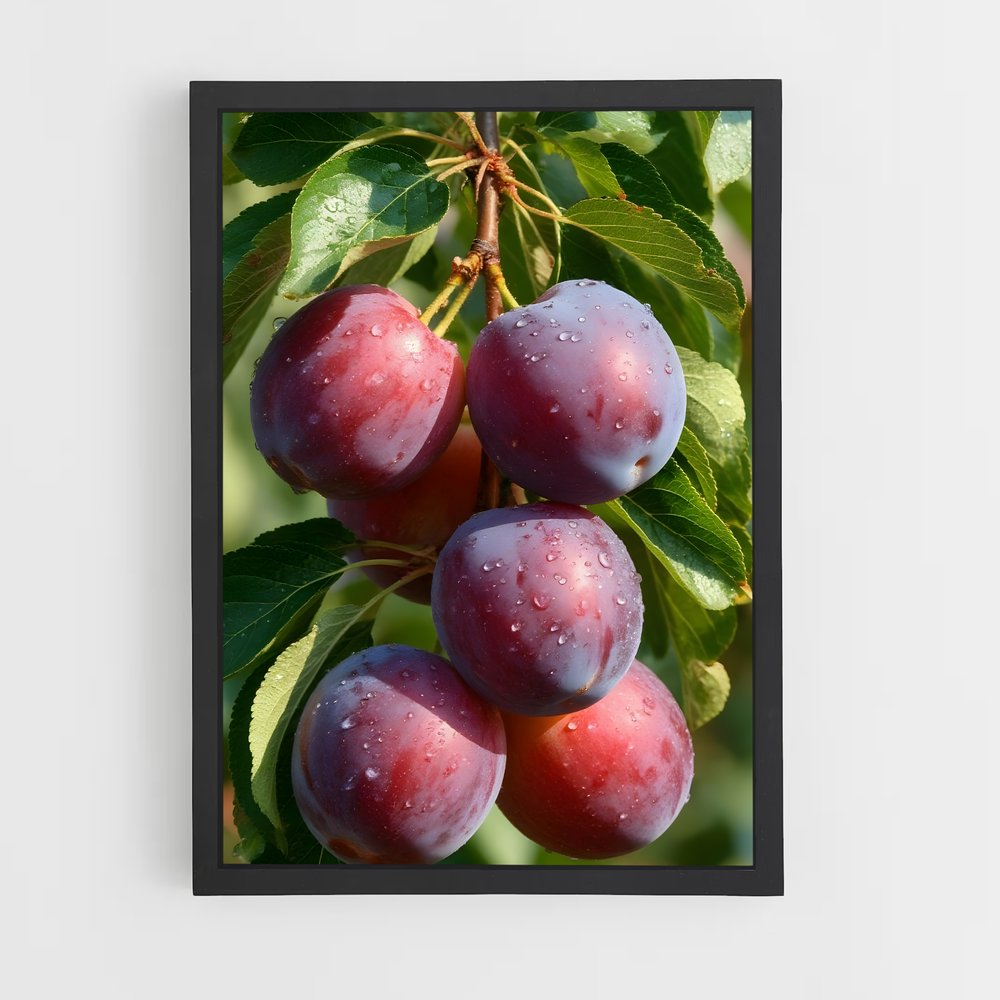 ap-plum-3 cadre Noir