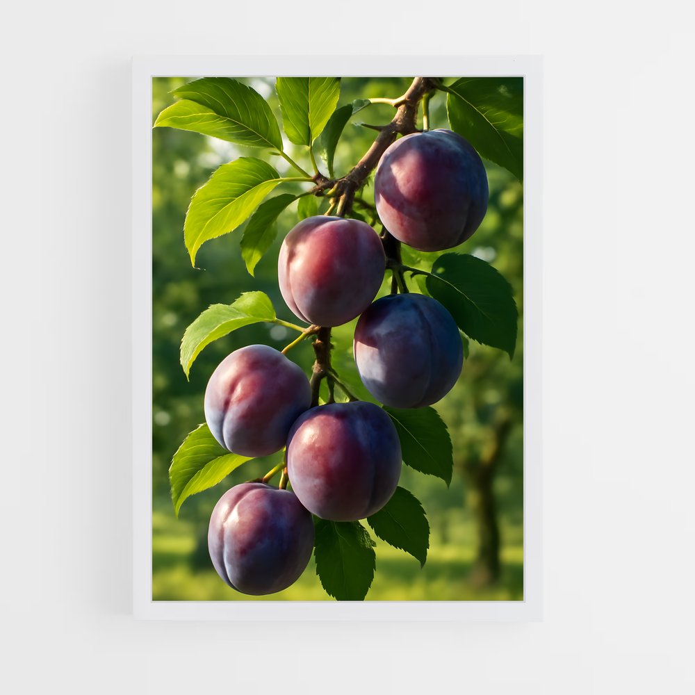 ap-plum-4 cadre Blanc