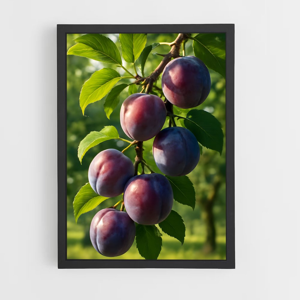 ap-plum-4 cadre Noir