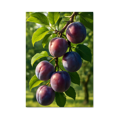 Poster Prunes Enchantées