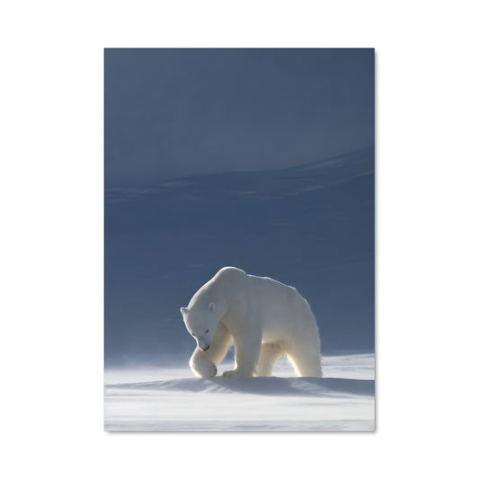 Poster Ours des Neiges