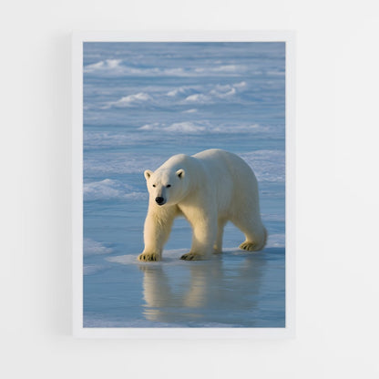 ap-polar bear-4 cadre Blanc