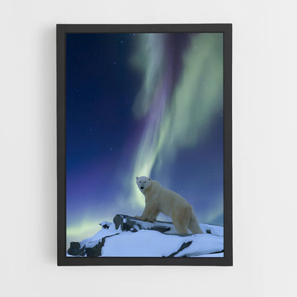 ap-polar bear-8 cadre Noir