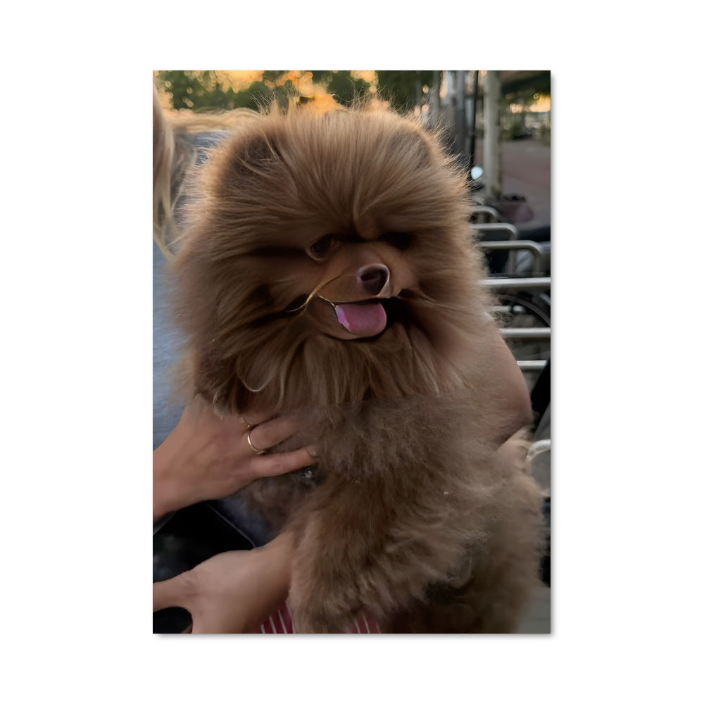 Poster Complicité Pomeranienne