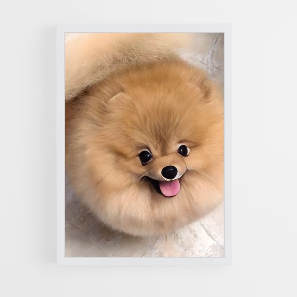 ap-pomeranian-3 cadre Blanc