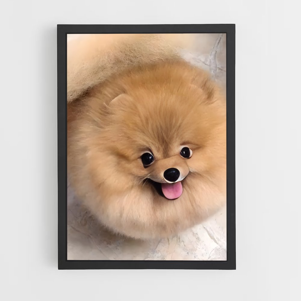 ap-pomeranian-3 cadre Noir
