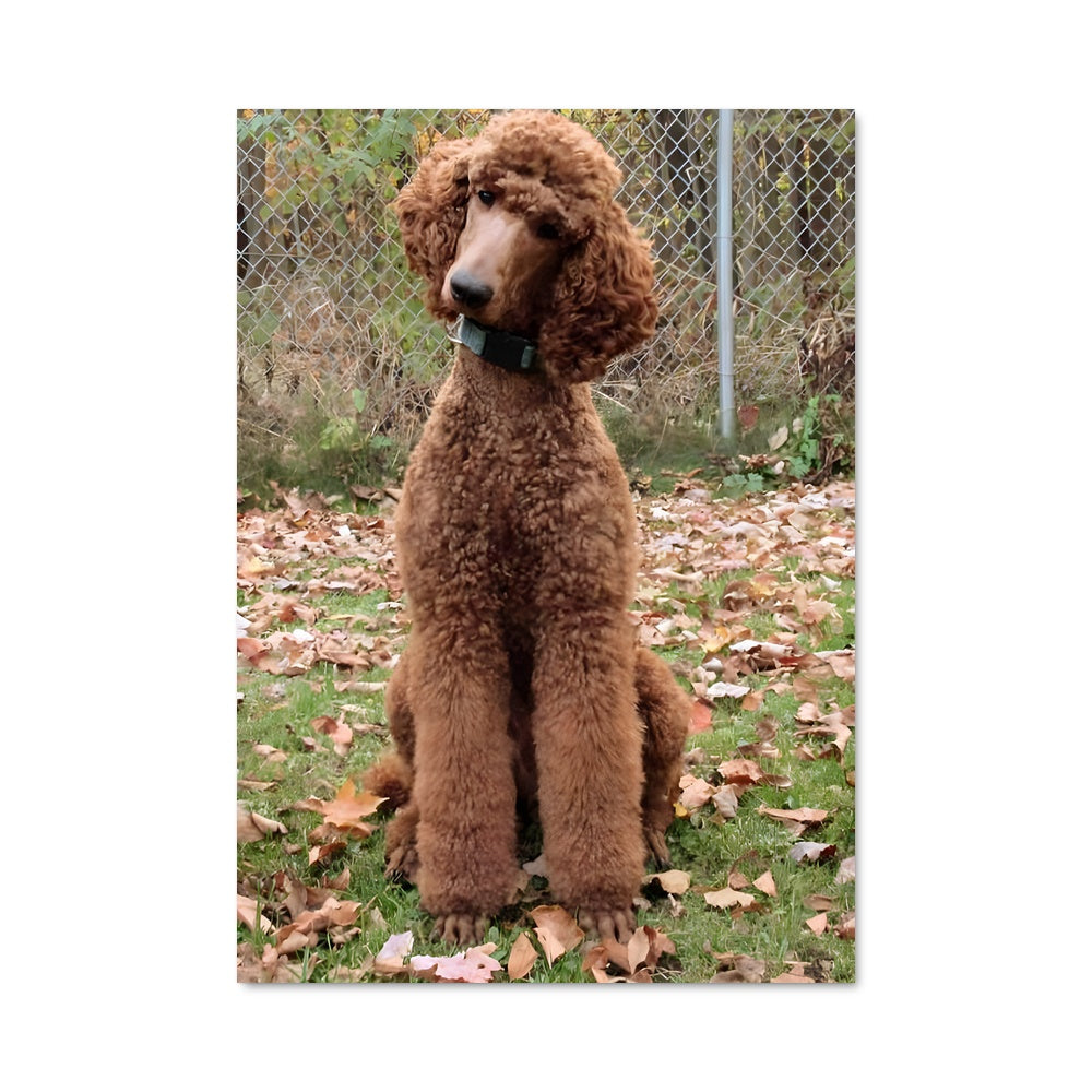 Poster Poodle Chic