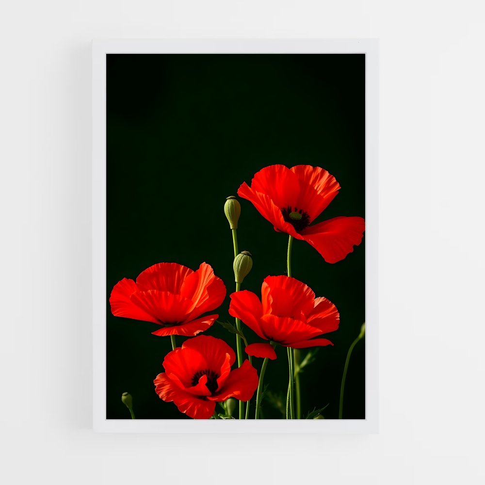 ap-poppy-11 cadre Blanc