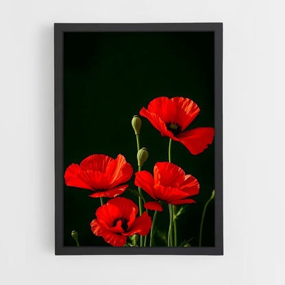 ap-poppy-11 cadre Noir