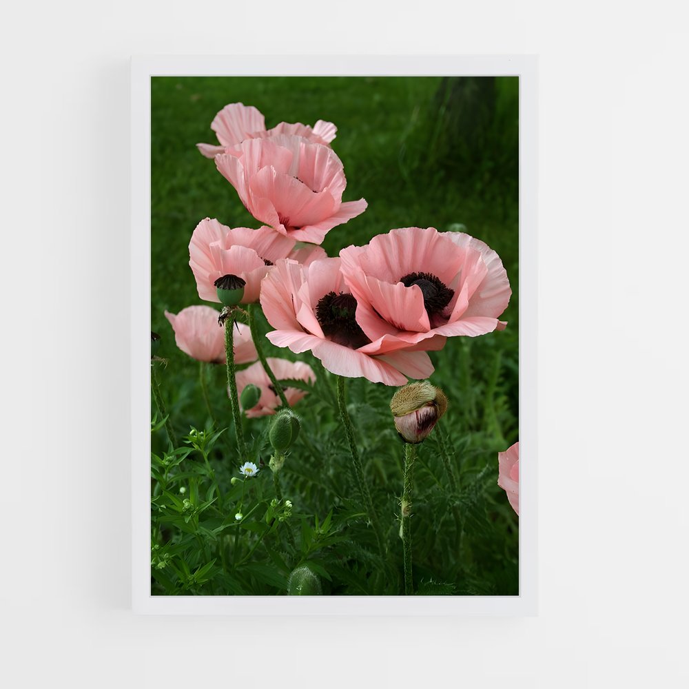 ap-poppy-12 cadre Blanc