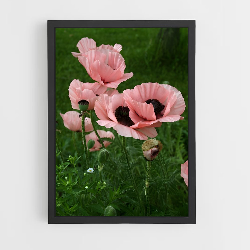 ap-poppy-12 cadre Noir