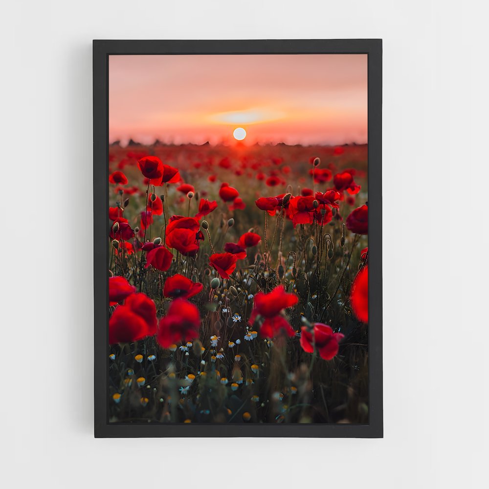 ap-poppy-13 cadre Noir