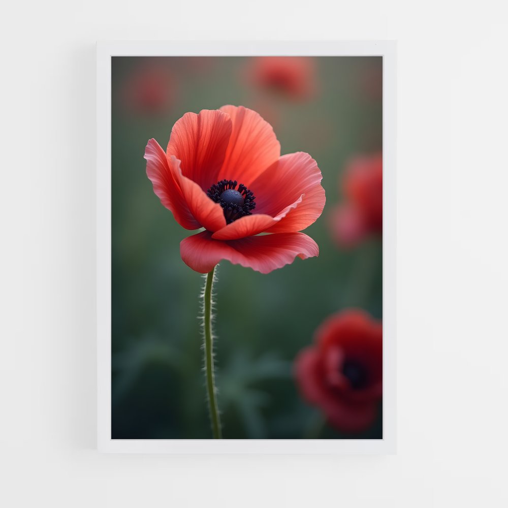 ap-poppy-4 cadre Blanc