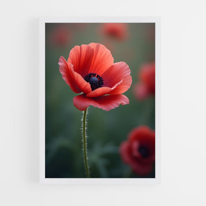 ap-poppy-4 cadre Blanc