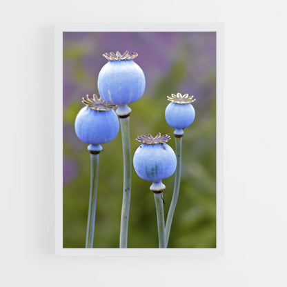 ap-poppy-5 cadre Blanc