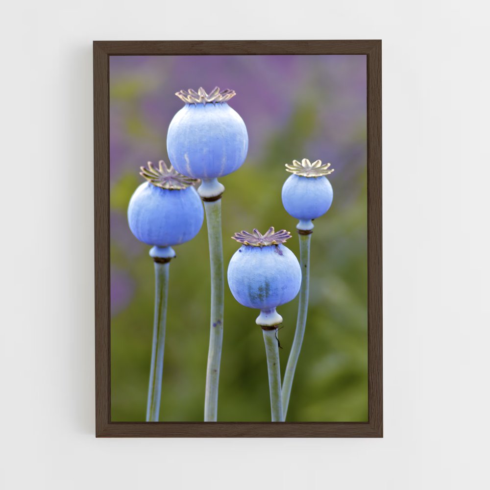 ap-poppy-5 cadre Bois foncé