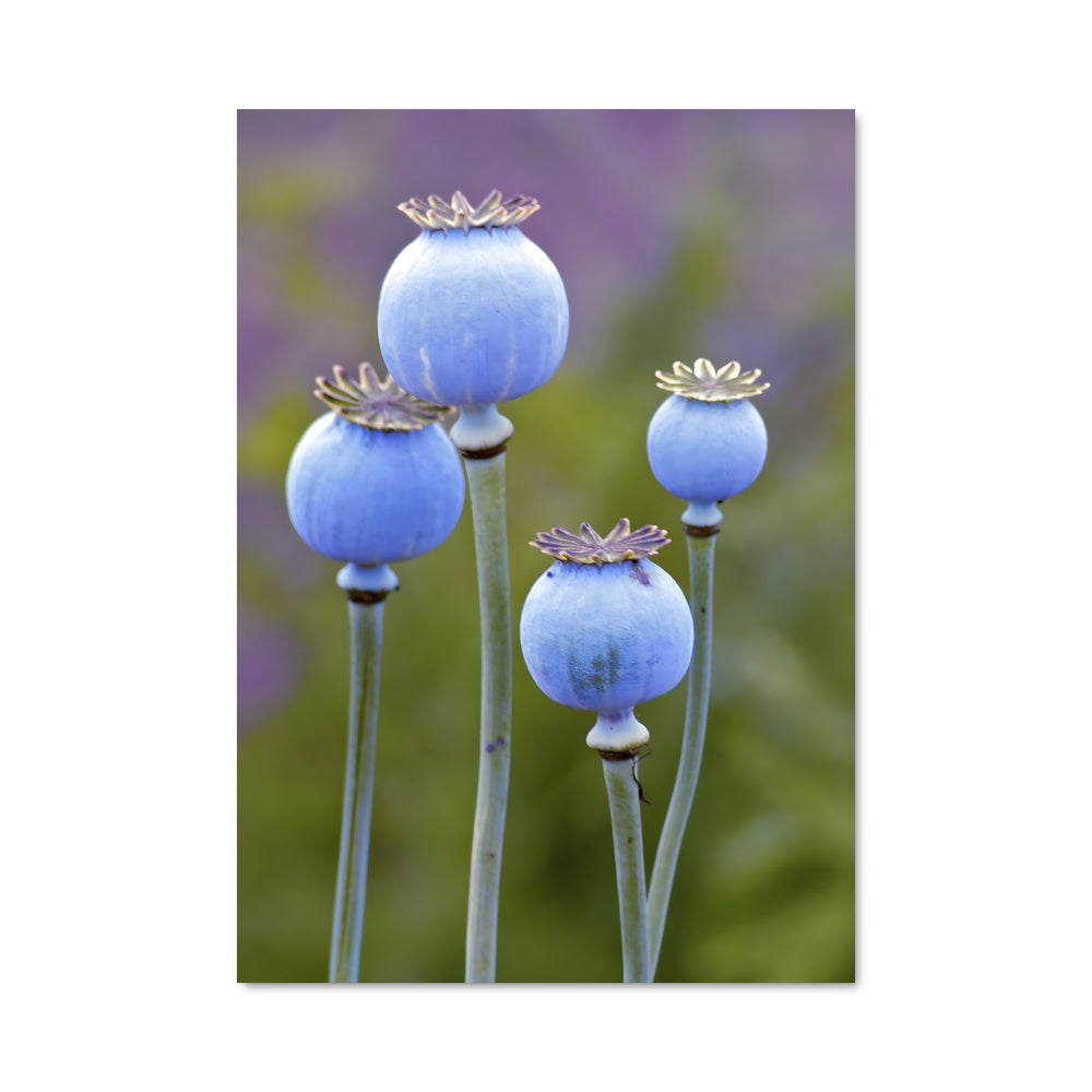 Poster Poppy 96683