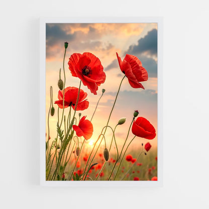 ap-poppy-6 cadre Blanc