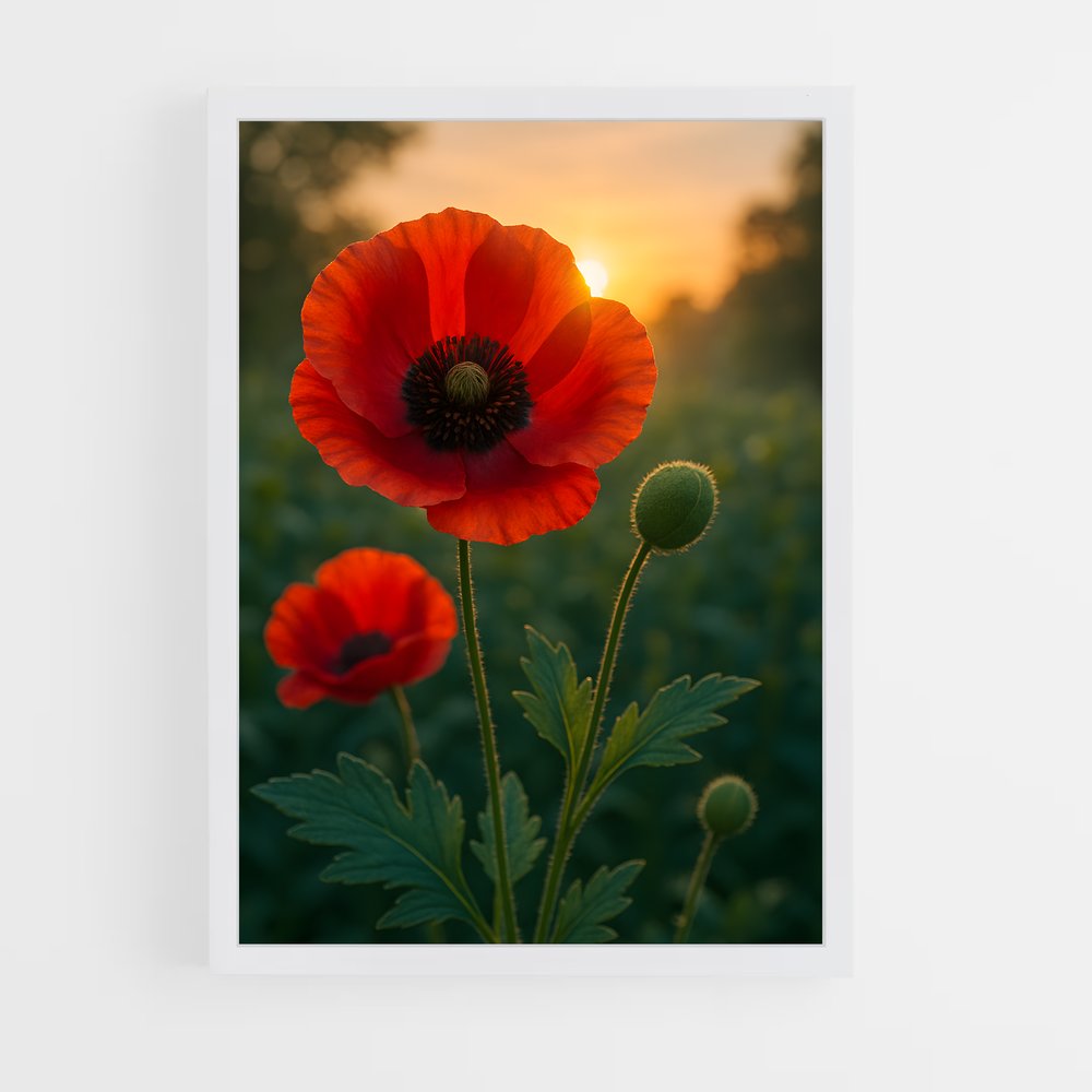 ap-poppy-8 cadre Blanc